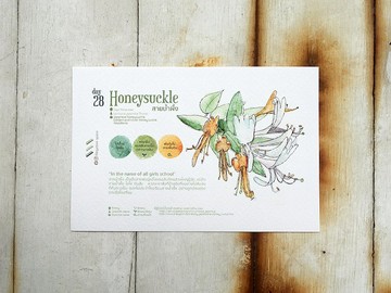 在地花朵明信片 - 第28天 忍冬