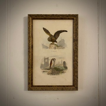 法國百年鳥類雕刻手工上色/貓頭鷹-重新裱框版畫