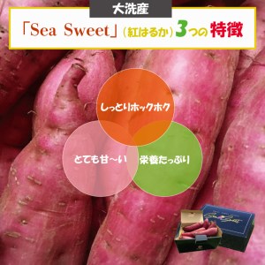 大洗産 さつまいも 紅はるか 2.5kg （8本前後） 「Sea Sweet」 長期熟成 茨城県産 サツマイモ 土付き 生芋 芋 さつま芋 薩摩芋 甘藷 べにはるか_CF002