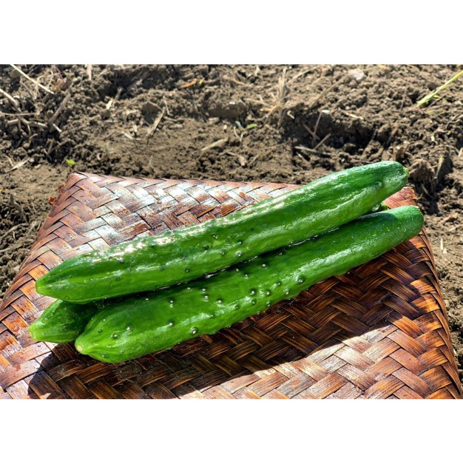 すべて福岡県産！農家こだわりの野菜セット☆