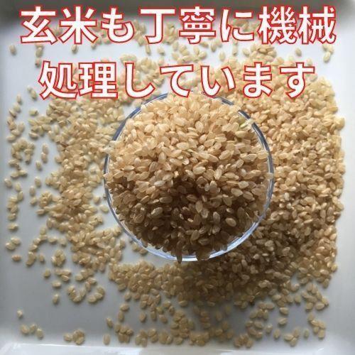 令和5年産　お米　ミルキークイーン　玄米　3kg　熨斗　しづくのしずく