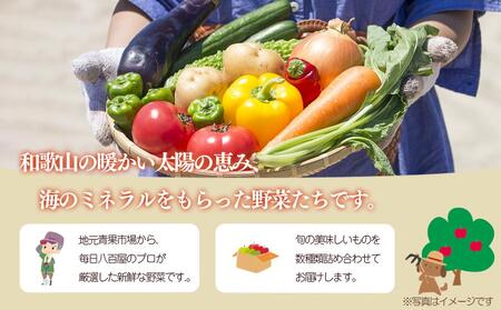 旬の新鮮野菜セットB（たっぷり15品以上）