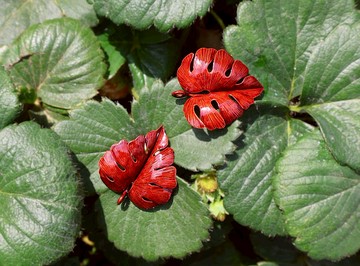 【訂製】龜背芋耳環|項鍊|純手工|紅銅|無耳洞/耳夾|禮物