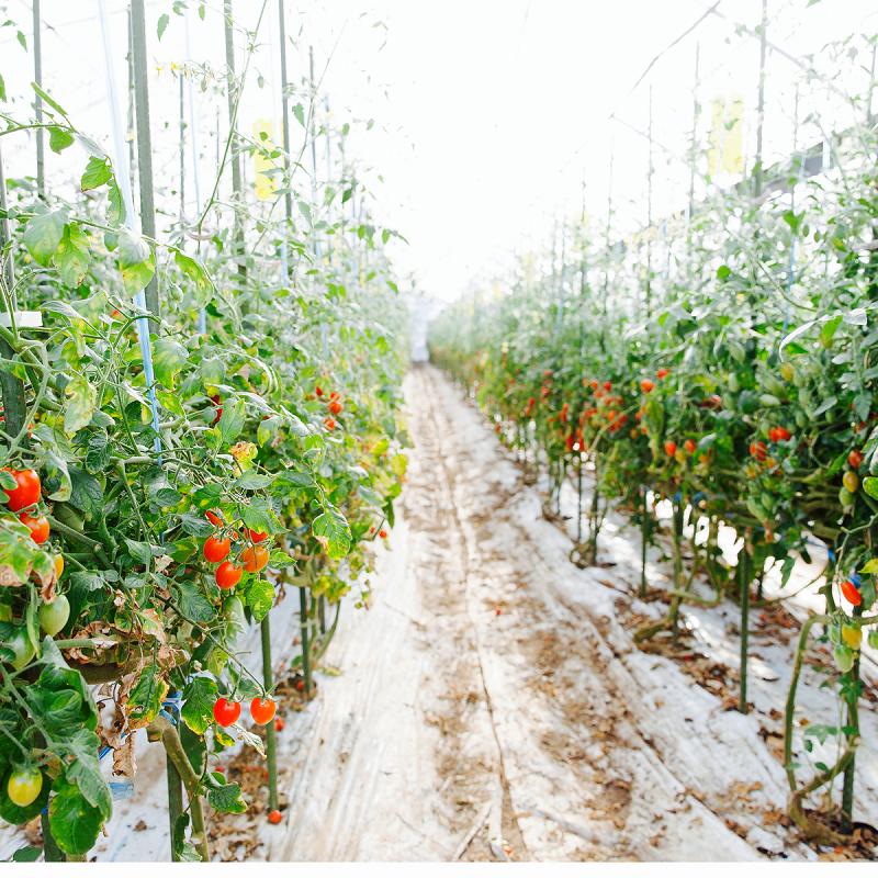 熊本産 アイコトマト 約1.5キロ 農家さん直仕入れ 減農薬栽培  極甘 フルーツトマト ミニトマト 野菜 とまと ギフト 贈り物  お祝い