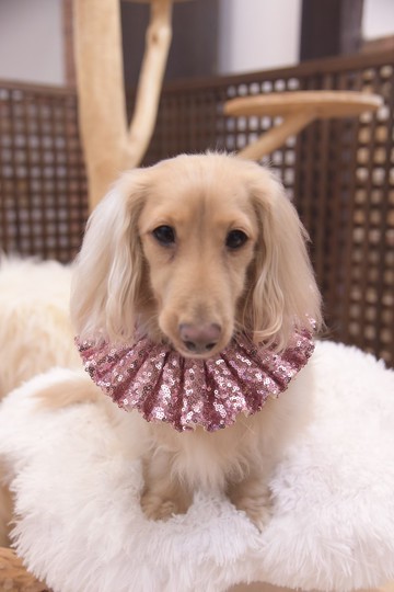 Angel Nina 寵物 圍兜 領巾 脖圍