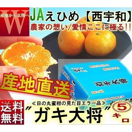 産地直送 日の丸みかん ガキ大将 約5kg M〜2Lサイズ 愛媛県産 訳あり品 JAにしうわ 大玉サイズのブランド蜜柑をお得な価格でご配送！