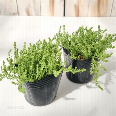 多肉植物　セダム　アクレアウレウム　カット 多肉植物 seセダム アクレ アウレウム エレガンス 9cmポット