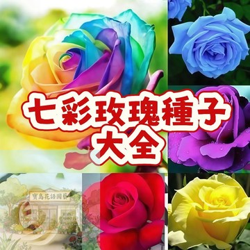 【七彩玫瑰花種子】當季新籽 重辦大花 四季種植  開花 發芽率高 見土就活 新手易種易活 陽台庭院盆栽