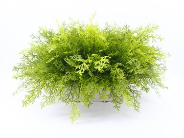 特級擬真捲柏植栽 免運專人配送限雙北市 其餘地區需補運費