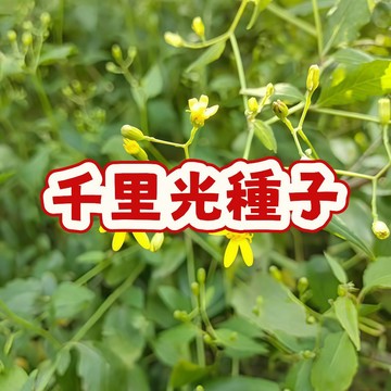 【千里光種子】臺灣在地精選，高發芽率保證，觀賞藥用雙重價值，淨化空氣、點綴居家，陽台庭院皆宜，輕鬆打造綠意空間！