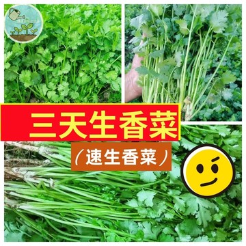 三天生香菜種子 大葉速生香菜芫荽   台灣現貨 香草盆栽 火鍋調味 陽台可種 家庭園藝 料理必備 易種好養 耐熱