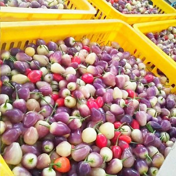 🎈 超開胃 特產 辣椒醬 手工辣椒醬 【現摘現發】新鮮七彩椒燈籠椒圓辣椒五色椒五彩椒醬油泡椒七色椒