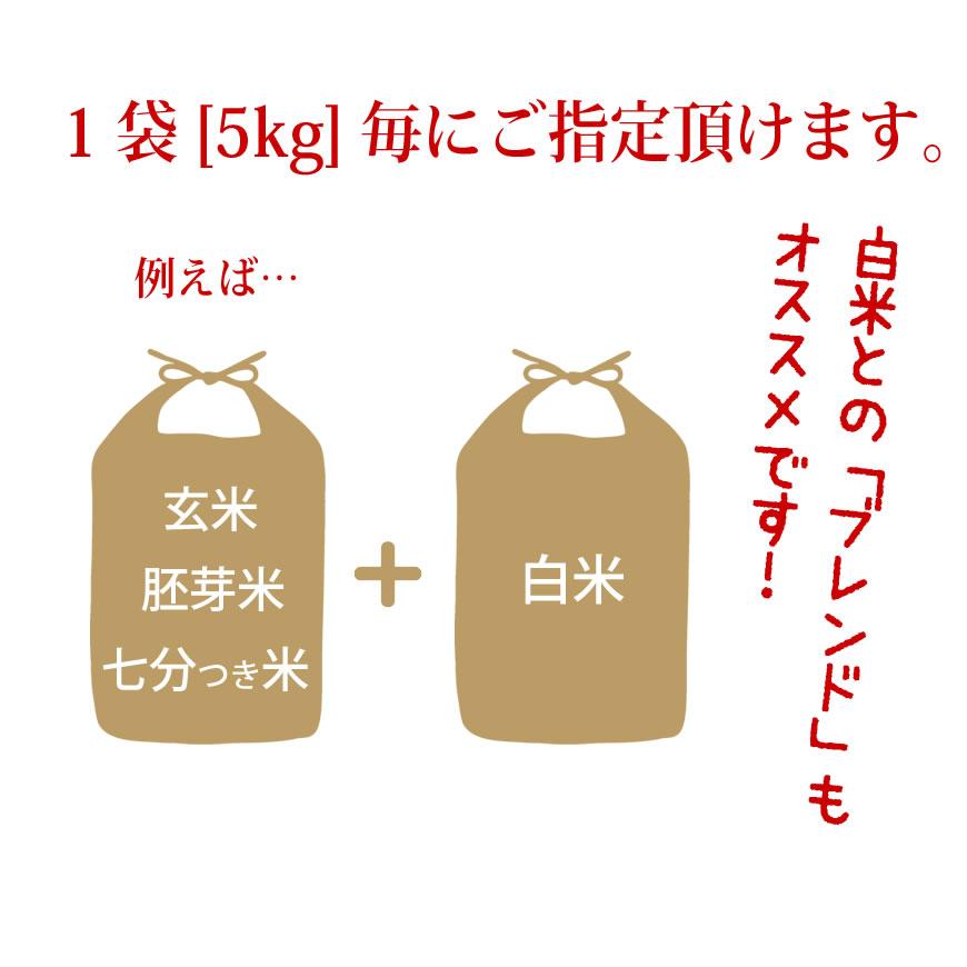  お米 10kg イクヒカリ 10kg 5kg×2袋 令和5年産   お祝い お歳暮 ギフト お取り寄せグルメ　 鹿児島県