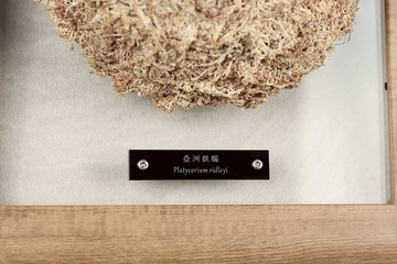 客製化雕刻 | 壓克力 | 植物名牌