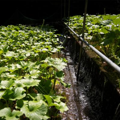 ふるさと納税 津和野町 島根わさび(生)180g(2〜4本)