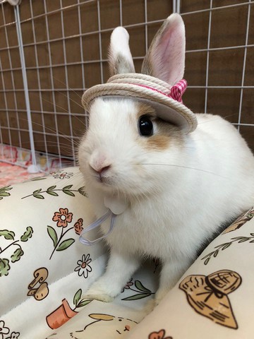 Q2-手工寵物生日帽子寵物髮飾頭套兔兔牽繩衣配件兔子花圈-仿草帽