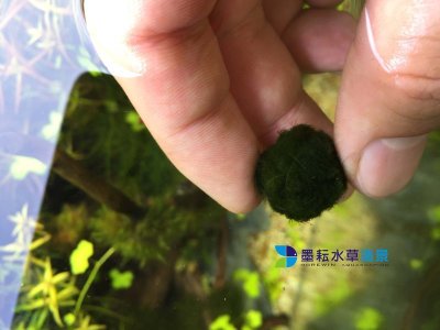 墨耘水草造景 綠絲絨浮球藻球 水中葉 1顆 80元前景耐熱不需co2 一般級 Yahoo奇摩拍賣 Line購物