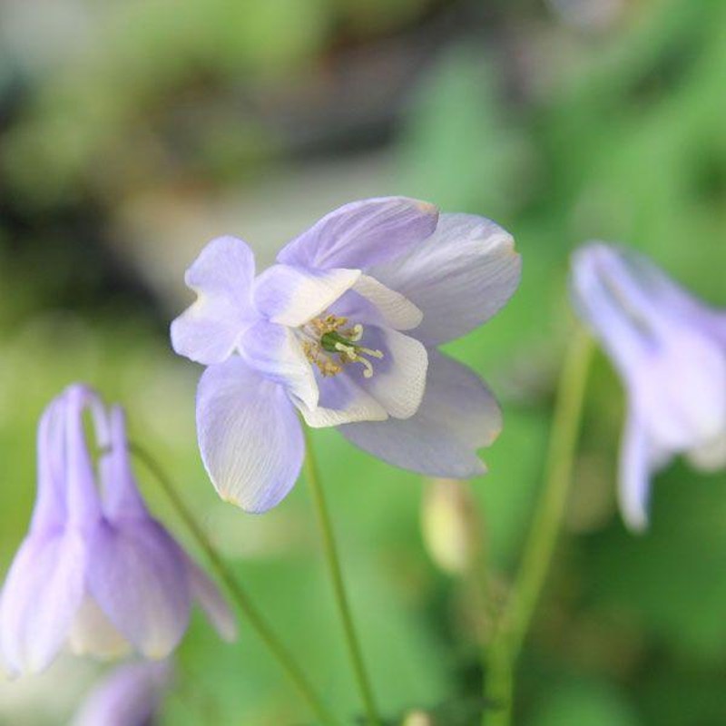 1芽)サンカヨウ 葉芽素掘り苗 春咲き山野草 スケルトンフラワー ※2025年開花見込み株 ※入荷済み