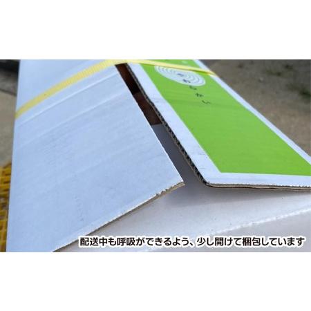 ふるさと納税 たまねぎ島のまかないセット〈玉ねぎ5kg＋味噌汁20食分〉 兵庫県南あわじ市