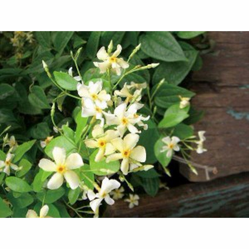 緑のカーテン ツル性植物 テイカカズラ 定家葛 大株 星型花 スタージャスミン 香りよし つる性常緑低木 通販 Lineポイント最大3 0 Get Lineショッピング