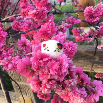 羊毛氈 曬太陽睡懶覺的招財貓吊飾 包包掛飾 鑰匙圈