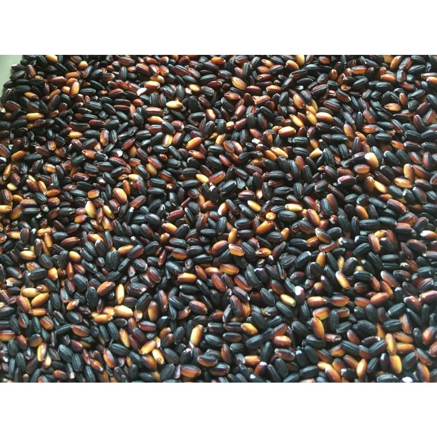 自然栽培古代もち米 紫黒米「朝紫」 500g　もち玄米 古代米 無農薬 無肥料