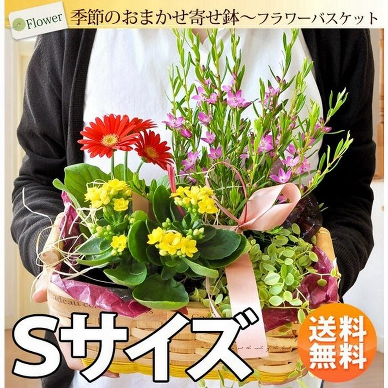 季節のおまかせ花鉢とグリーンの寄せ入れ Sサイズ フラワーバスケット 鉢植え 花 誕生日 プレゼント 女性 母 祖母 退職祝い 送別会 花鉢 あすつく対応 通販 Lineポイント最大0 5 Get Lineショッピング