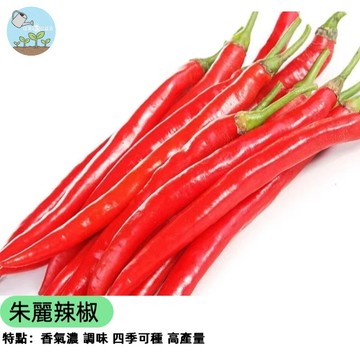 🌶️【超辣警戒】朱麗辣椒種子 子彈椒/七彩辣椒 觀賞食用兩用 辛辣爆表 豐產易種 陽台盆栽 料理調味 驅蟲植物