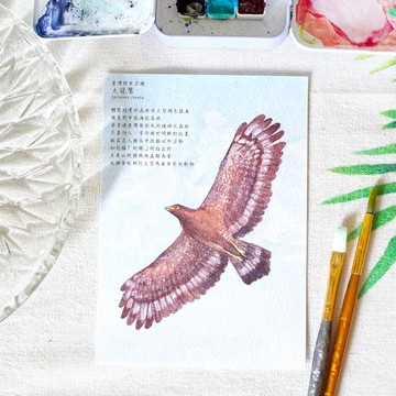 原創水彩畫明信片 臺灣特有亞種 大冠鷲