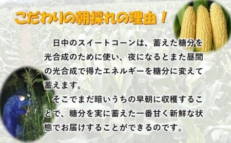 スイートコーン栽培40年！井上farm朝どれゴールドラッシュ　20本入約7kg＜1-235＞