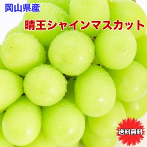 ぶどう シャインマスカット 晴王 送料無料 岡山県産 晴王 シャイン マスカット 650g 希少品種 ギフト 敬老の日 ぶどう マスカット お歳暮