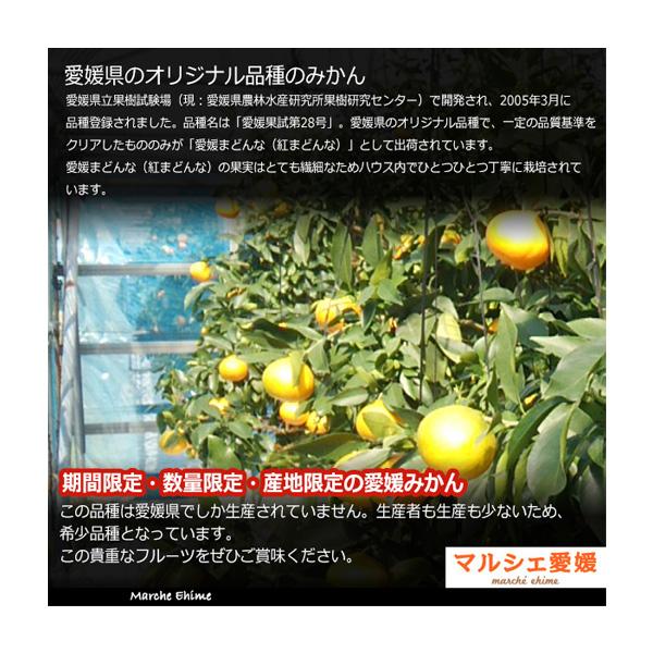 紅まどんな 贈答用 愛媛のまどんな 2kg 2L〜3L 愛媛みかん お歳暮 贈答用 家庭用 御歳暮 柑橘 愛媛 一部地域 送料無料