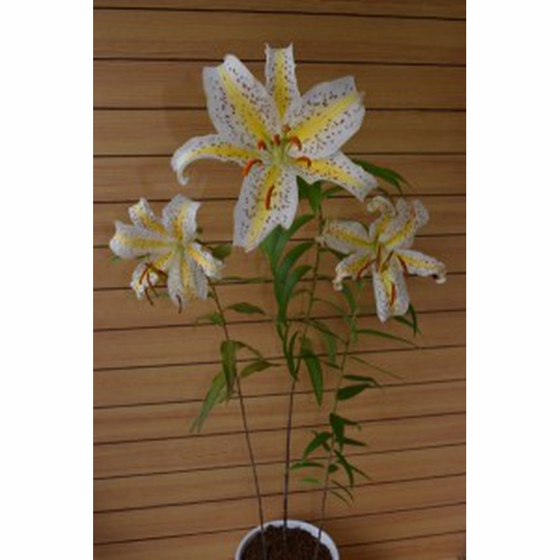 ヤマユリ 百合の王様 贈り物 強い香り 上品 白い花 鉢植え 通販 Lineポイント最大3 0 Get Lineショッピング