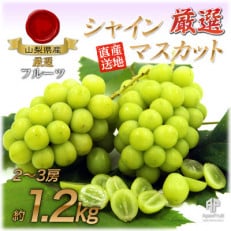 厳選!旬の味覚　南アルプス市産シャインマスカット約1.2kg(2～3房)