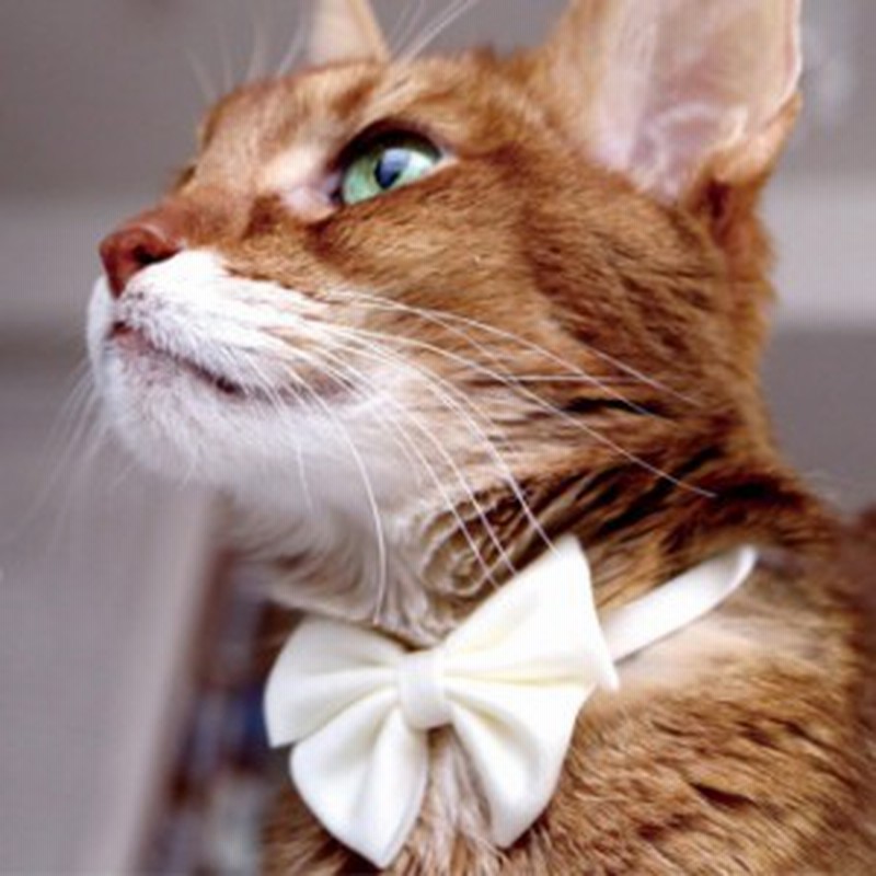 Necono ネコノ 猫の首輪 Luce Ribbon Pastel ルーチェ リボン パステル 猫 首輪 おしゃれ リボン か 通販 Lineポイント最大1 0 Get Lineショッピング