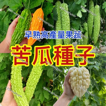 苦瓜種子 （50粒）四季蔬菜種子 翠綠苦瓜 大肉苦瓜 瓜果種子 超高發芽率 高產蔬菜 四季播種 家庭陽台盆栽