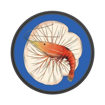 GRIP O (MagSafe 兼容） 黑 - Chubbynida - 蝦