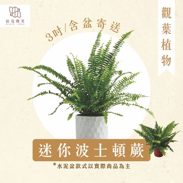 【拈花微笑】迷你波士頓蕨｜3吋｜含盆寄送｜室內觀葉植物｜綠植擺飾｜空氣淨化｜新手易養盆栽