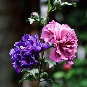 🌸台灣現貨｜重瓣木槿花種子 多年生大花品種 耐熱耐寒 陽台庭院盆栽，花大艷麗四季可開，芳香觀花種籽