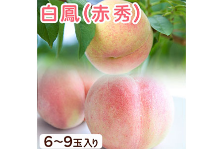 和歌山県紀の川市産 白鳳 ＜赤秀＞ 5-8玉入り 桃 モモ もも 株式会社松源《2024年6月下旬-7月中旬頃より順次出荷》和歌山県 紀の川市