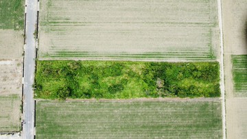 獨家義竹頭竹村莊旁俗農地｜嘉義縣義竹鄉頭竹圍