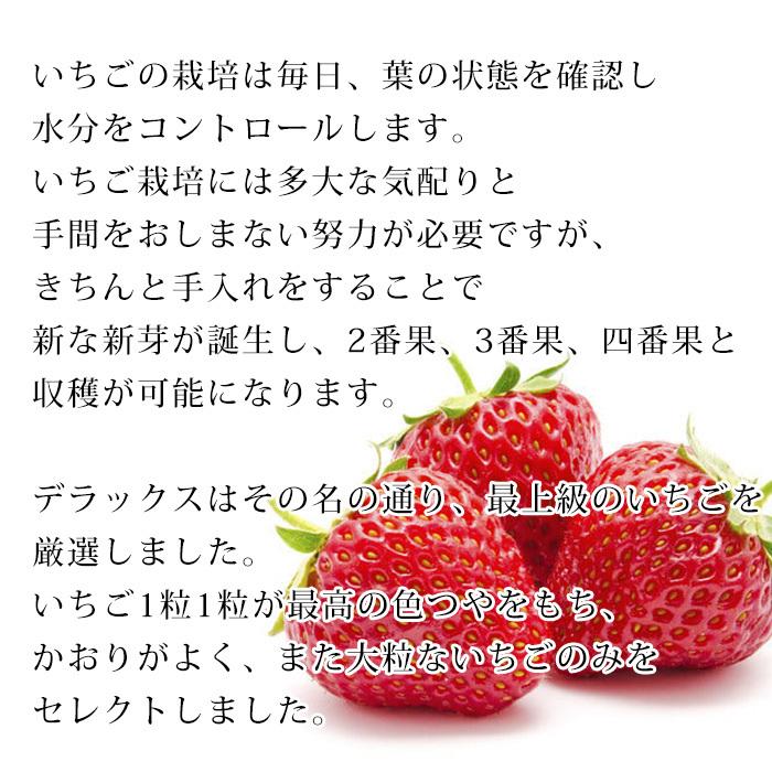 イチゴ 栃木県産 とちおとめ 又は とちあいか DX 2パック