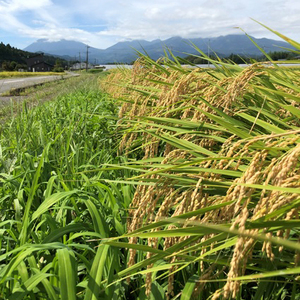 [6か月連続定期便(10kg×6回)] 令和5年度産 特別栽培米 コシヒカリ 白米10kg(5kg×2袋)｜数量限定 お米 精米 国産 日光産 産地直送 [0322]