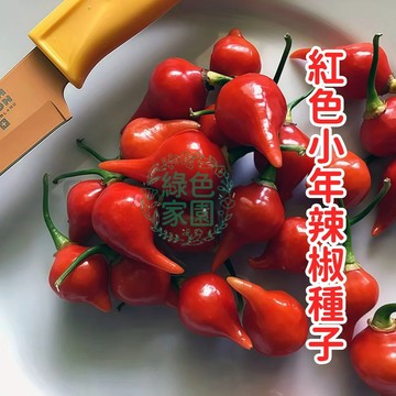 【紅色小年辣椒種子】超辣 迷你朝天椒 盆栽 陽臺 庭院 觀賞食用 自種 家庭菜園 辣椒種籽 農作 高發芽率 現貨 居家種