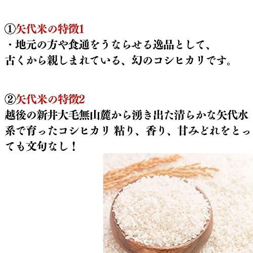 令和5年度産新米！新潟こしひかり 矢代米(やしろまい) 精米 ５ｋｇ (1袋)