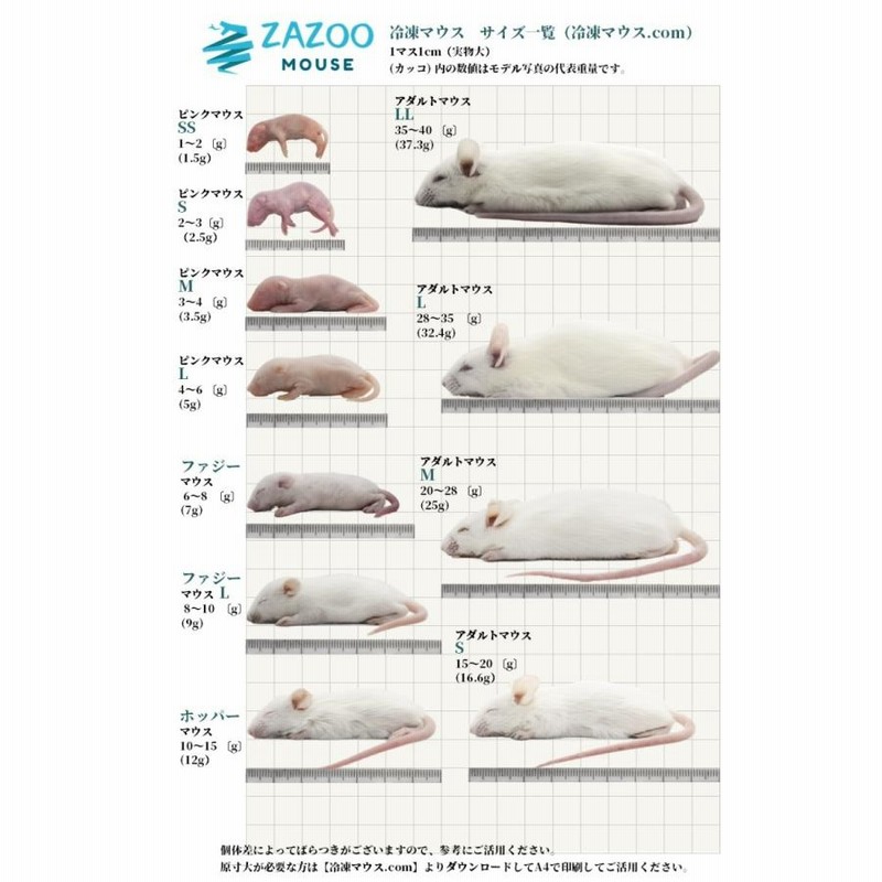 ZAZOO 国産 冷凍マウス ホッパー マウス 10〜15g 約6.5cm 真空 個別