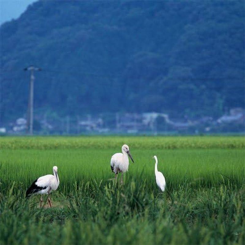 令和5年産 新米無農薬コウノトリ米（30kg）白米兵庫県豊岡市但東町赤花産 お米 無農薬 こうのとり米 兵庫県こうのとり安心ブランド おいし