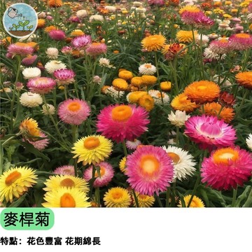 【乾花之王】麥稈菊種子 混合色 永不凋謝 天然永生花 陽台盆栽 花壇切花 乾燥花DIY 耐旱易種 四季播種新手好養