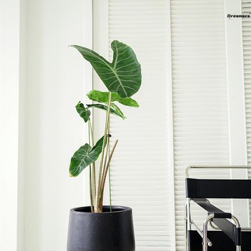 熱賣款！免運 花盆 高筒花瓶  橡皮樹大花盆大號黑色綠植客廳北歐極簡百合竹客廳白色陶瓷大跨境八折下殺 打骨折 可開發票 加客服賴享受巨額減免金牌保障