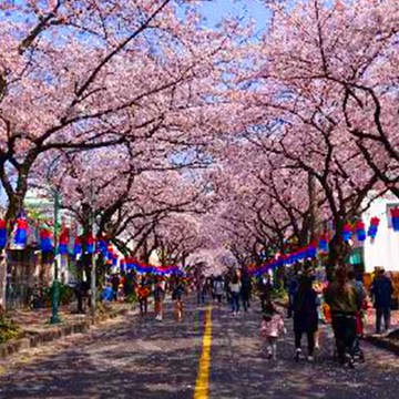 賞櫻限定↘威風濟州春櫻君悅(不進人蔘、保肝、土產)櫻花隧道、島中之島牛島、山茶花之丘、城山日出峰、摩托車秀、升等一晚五星君悅飯店五日